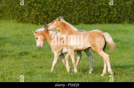 Due cavalli avelignesi, frisky puledri giocando in un prato, in esecuzione fianco a fianco e roditura la criniera, Germania Foto Stock