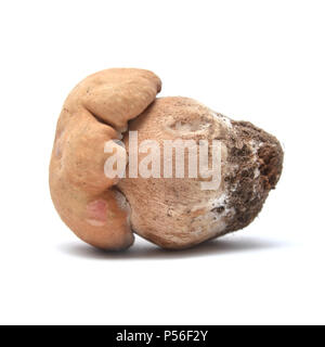 Boletus Edulis Mushroom isolato su bianco Foto Stock