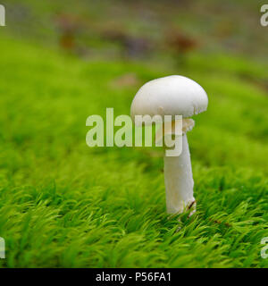 Amanita citrina funghi nel bosco Foto Stock