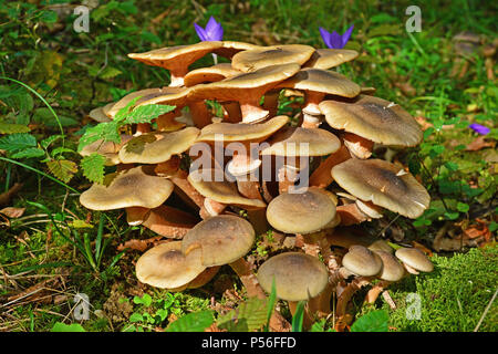 Armillaria mellea cluster di funghi nella foresta Foto Stock