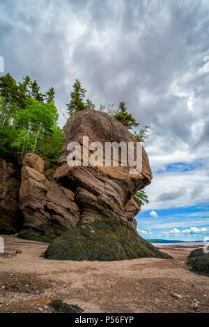 La Hopewell rocce noto anche come vaso rocce, lungo la baia di Fundy, New Brunswick, Canada. Foto Stock