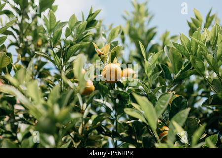 Tangerini su un ramo. Tempo del raccolto. Delizioso e sano cibo. Foto Stock