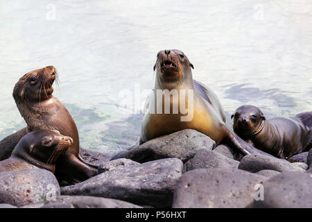 Le Galapagos i leoni di mare che giace sulle rocce al punto Suarez, all'Isola Espanola, Galapagos National Park, Ecuador. Questi leoni di mare esclusivamente di razza nella Galapa Foto Stock