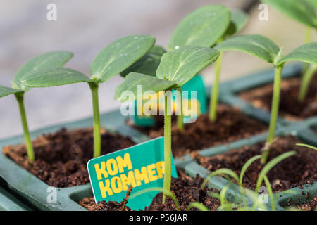 Giovani Komkommer o piante di cetriolo in un vassoio di allevamento Foto Stock