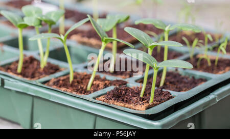 Giovani Komkommer o piante di cetriolo in un vassoio di allevamento Foto Stock