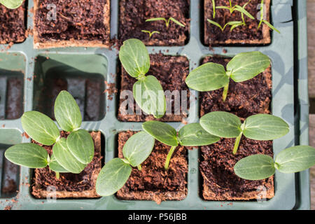 Giovani Komkommer o piante di cetriolo in un vassoio di allevamento Foto Stock