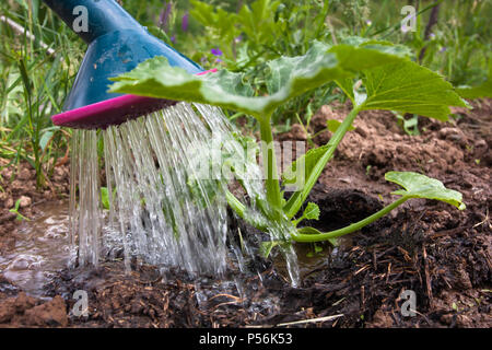 Abbeveraggio il midollo in orto, primo piano Foto Stock