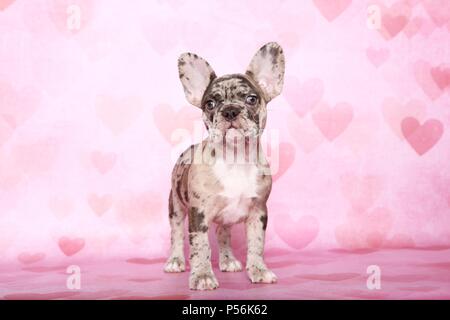 Bulldog francese cucciolo Foto Stock