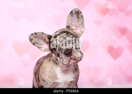 Bulldog francese cucciolo Foto Stock