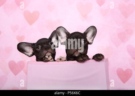 Due bulldog francese Puppys Foto Stock
