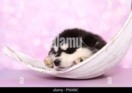 Sleeping Alaskan Malamute cucciolo Foto Stock