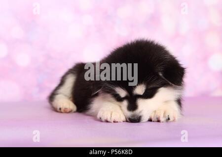 Sleeping Alaskan Malamute cucciolo Foto Stock