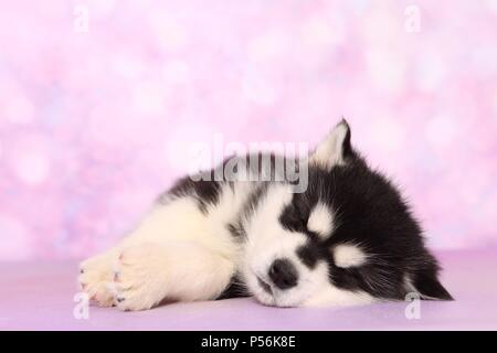 Sleeping Alaskan Malamute cucciolo Foto Stock