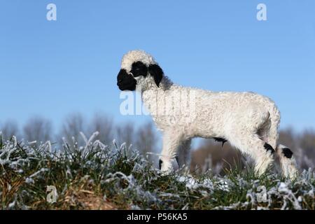 Vallese Blacknose agnello Foto Stock