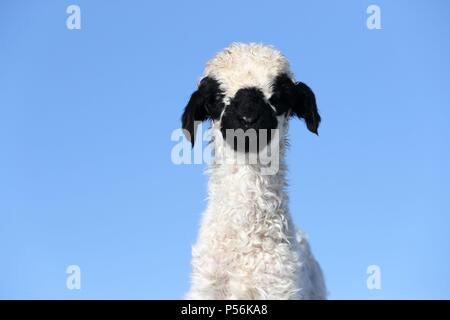 Vallese Blacknose agnello Foto Stock