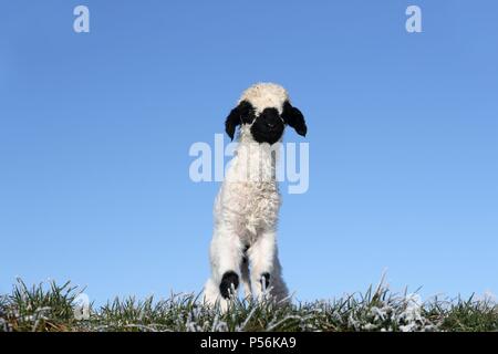 Vallese Blacknose agnello Foto Stock