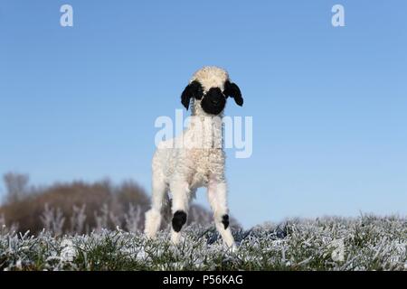 Vallese Blacknose agnello Foto Stock