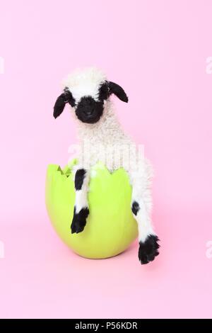 agnello Foto Stock