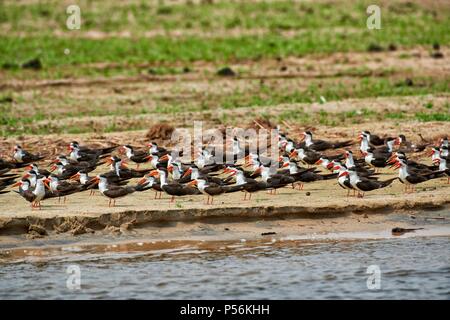 Rynchops flavirostris Foto Stock