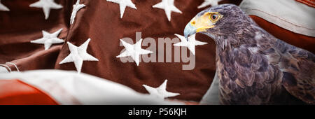 Immagine composita di close-up di eagle Foto Stock