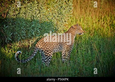 Leopardo Foto Stock