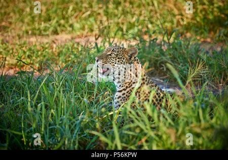 Leopardo Foto Stock