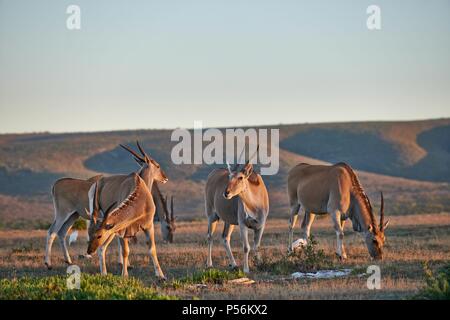 Eland comune Foto Stock