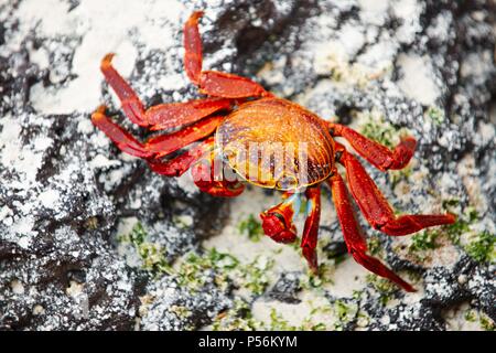 Il red rock crab Foto Stock