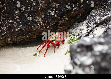 Il red rock crab Foto Stock