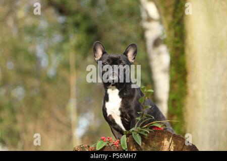 Udienza bulldog francese Foto Stock