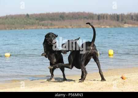 2 cani Foto Stock