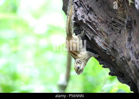 Marittima scoiattolo striato (Tamiops maritimus) in Da lat, Vietnam Foto Stock