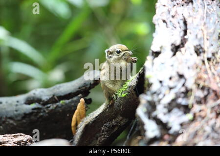 Marittima scoiattolo striato (Tamiops maritimus) in Da lat, Vietnam Foto Stock