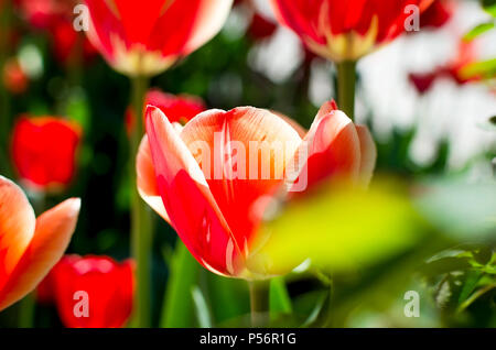 Tulipani rossi fotografati con una messa a fuoco selettiva e una profondità di campo ridotta Foto Stock