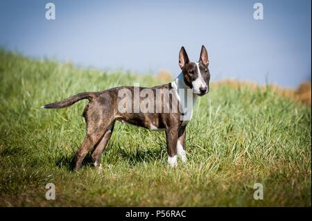 Miniatura Bull Terrier Foto Stock