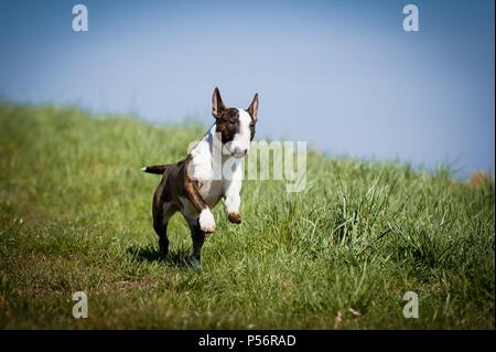 Esecuzione di miniatura Bull Terrier Foto Stock
