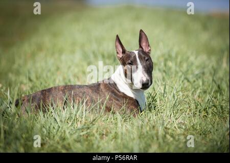 Giacente miniatura Bull Terrier Foto Stock