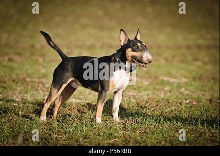 Miniatura Bull Terrier Foto Stock