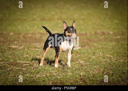 Miniatura Bull Terrier Foto Stock