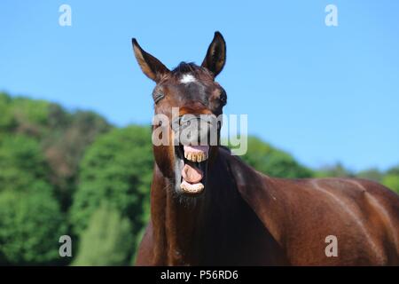 Warmblood ritratto Foto Stock