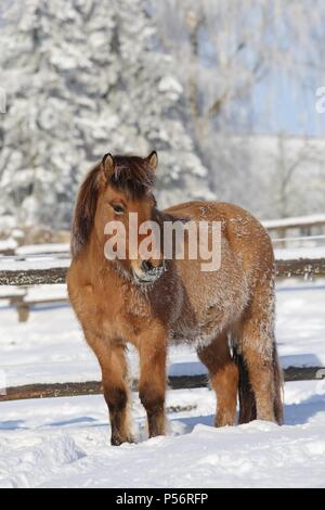 Cavallo islandese Foto Stock