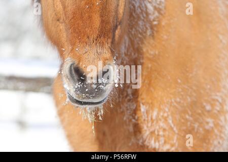 Islandese cavallo cadde Foto Stock
