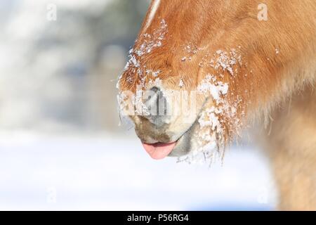 Islandese bocca del cavallo Foto Stock