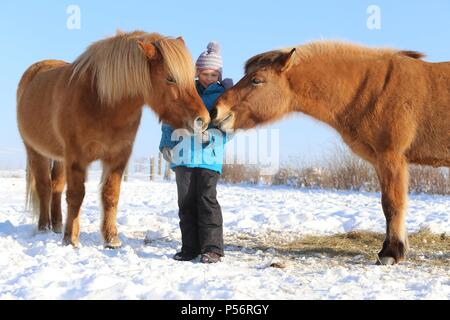Ragazza e cavalli islandesi Foto Stock