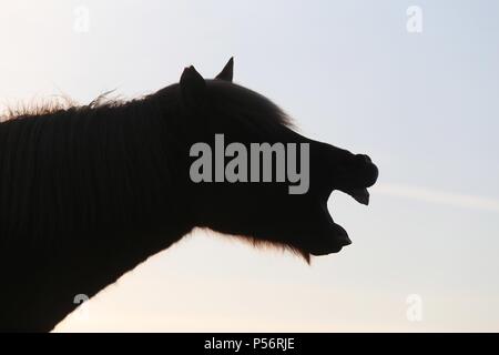 Cavallo islandese al tramonto Foto Stock