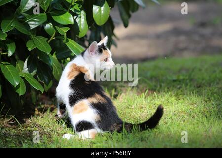 giovane gatto Foto Stock