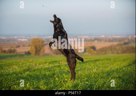 Jumping Labrador Retriever Foto Stock