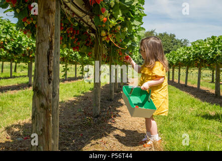 Il toddler girl fragola Foto Stock