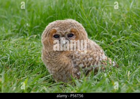 gufo marrone Foto Stock