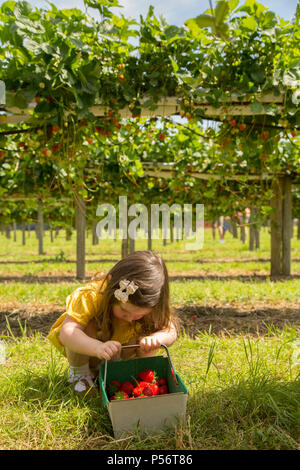 Il toddler girl fragola Foto Stock